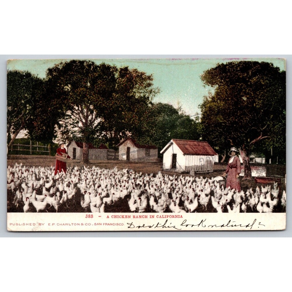 Postcard California Chicken Ranch Posted 1907 Ladies in Long Dresses Hen House